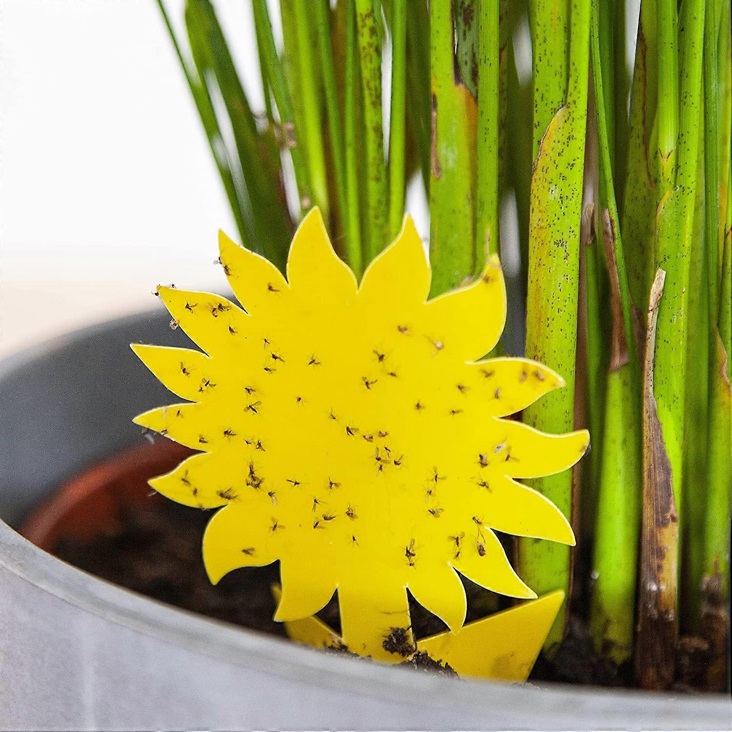 Anti Fly and Midge Yellow Sticker: 60x Insecticide-Free Sticky Traps for  Indoor Plant Pest Control - Trap Flies, Gnats and Other Insects | Fruugo NO