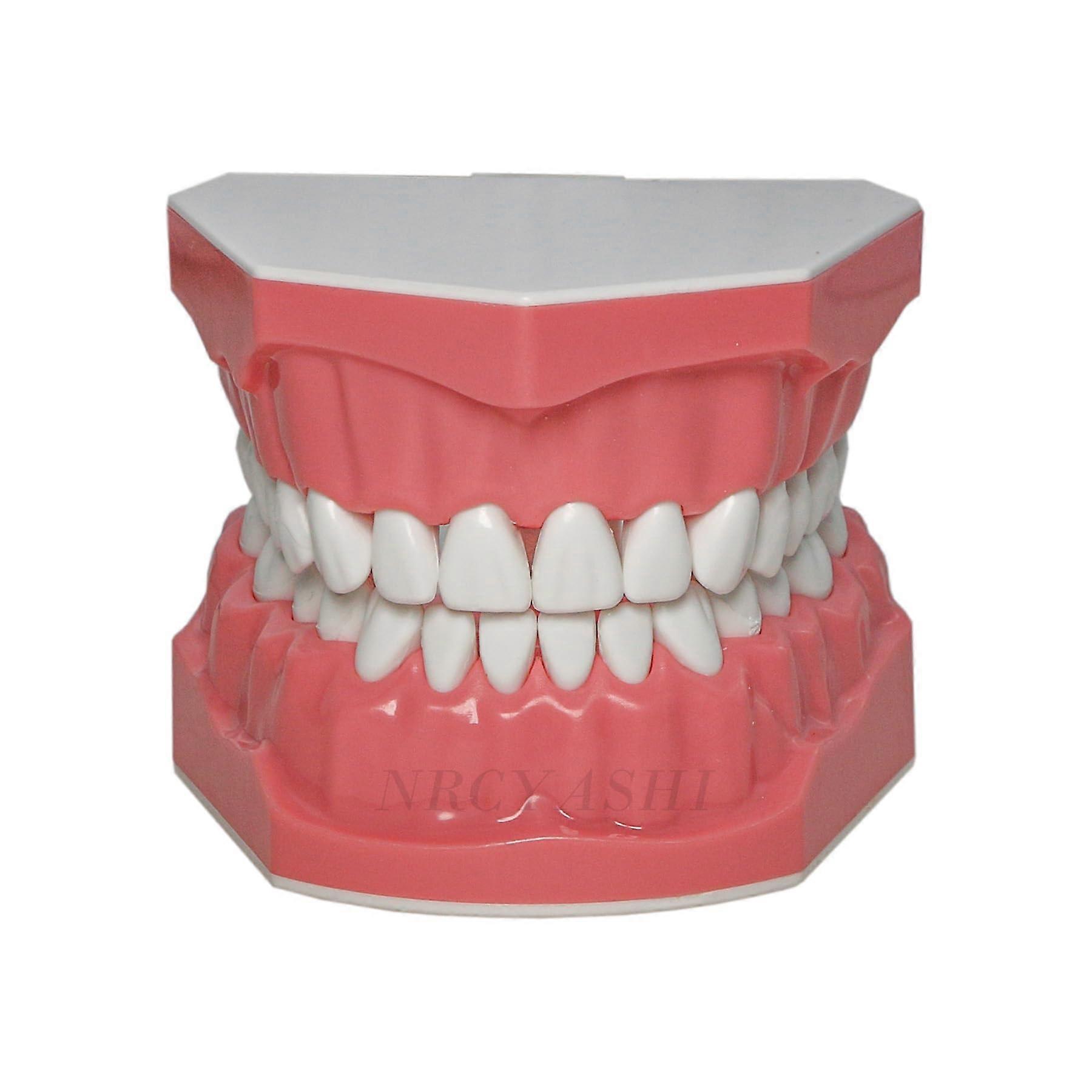 Dental Typodont Model 1:1 Scale with Ceramic Brackets for Teaching and Orthodontic Training M70101
