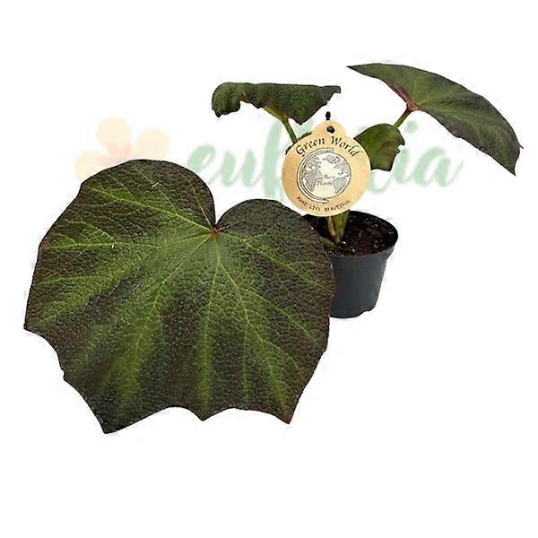 Begonia 'Brown Forest' Ø12cm