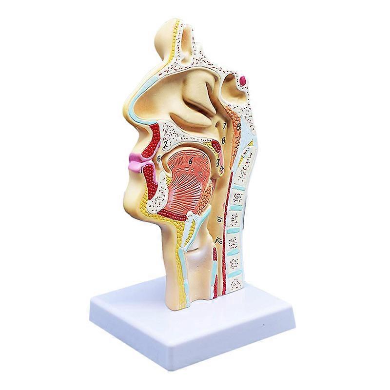 Human Anatomical Nasal Cavity Throat Anatomy Model For Science Classroom Study Display Teaching Mod