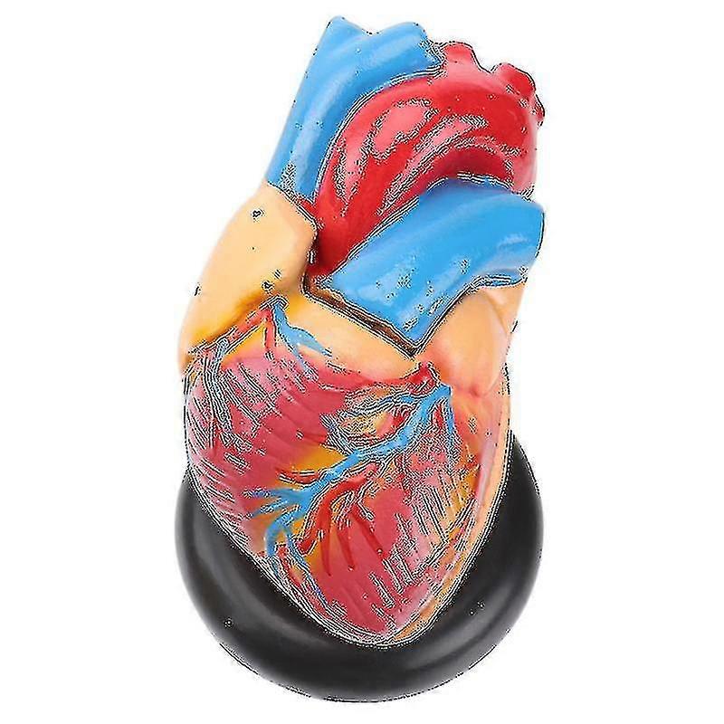 1pc Human Heart Model Inima Anatomic Model Spitalul Instrument de predare