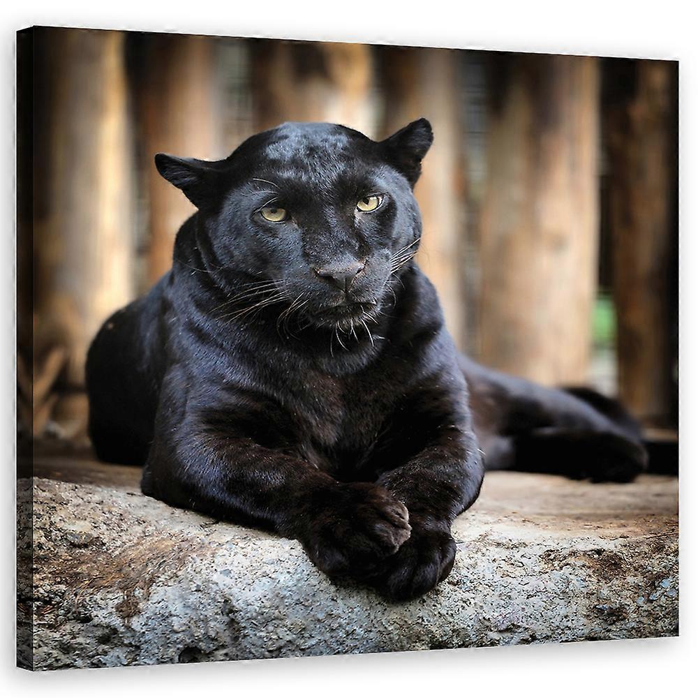 Leinwandbild, Schwarzer Panther - 60x60