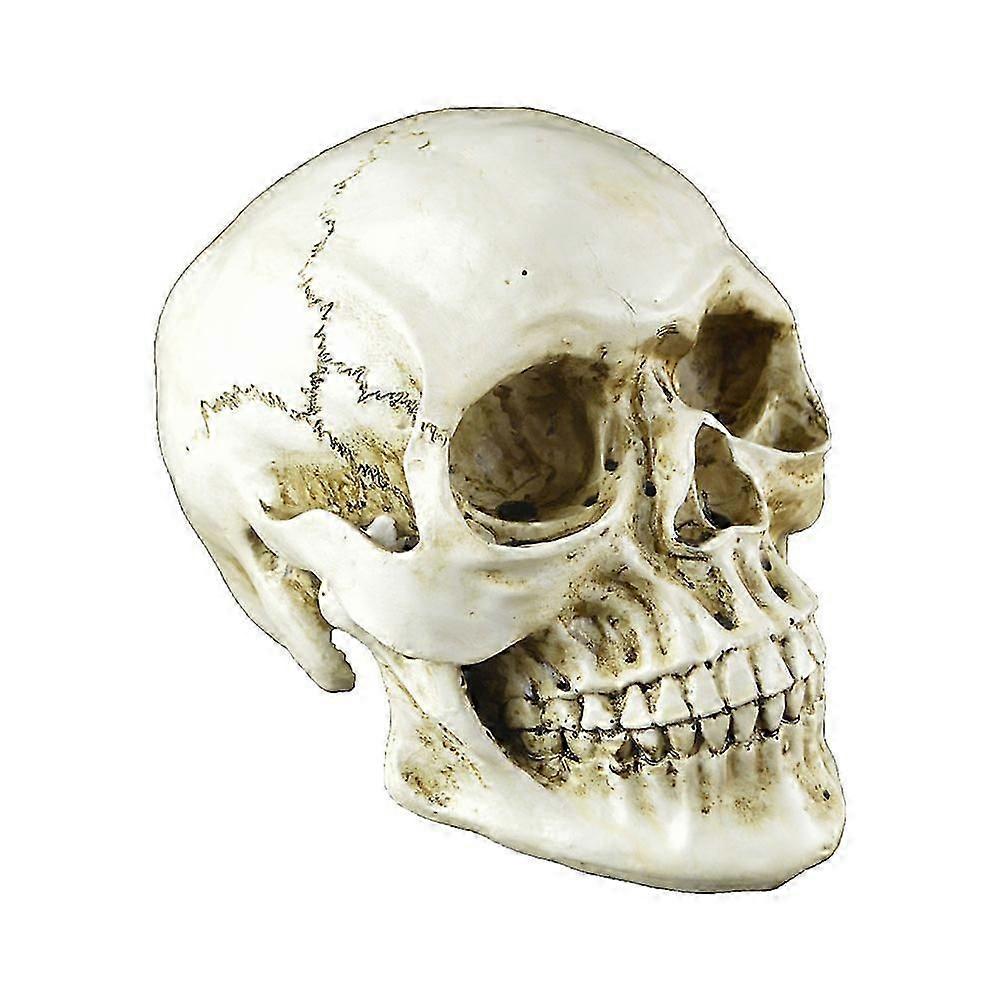 Halloween resin skull model for decoration