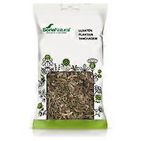 Plantain 40 g