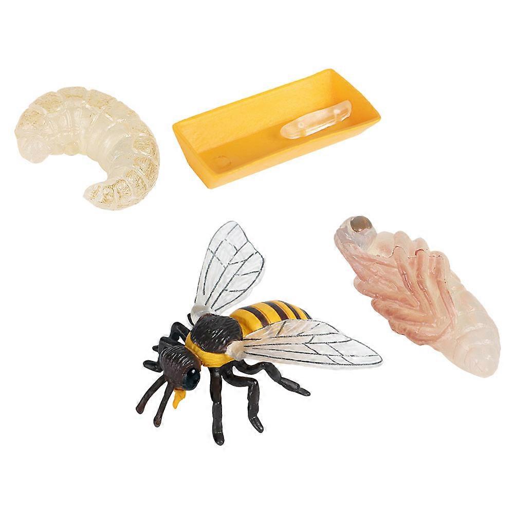 Bee Growth Cycle Model Set   Educational Insect Display for Science Learning and Cognitive Development