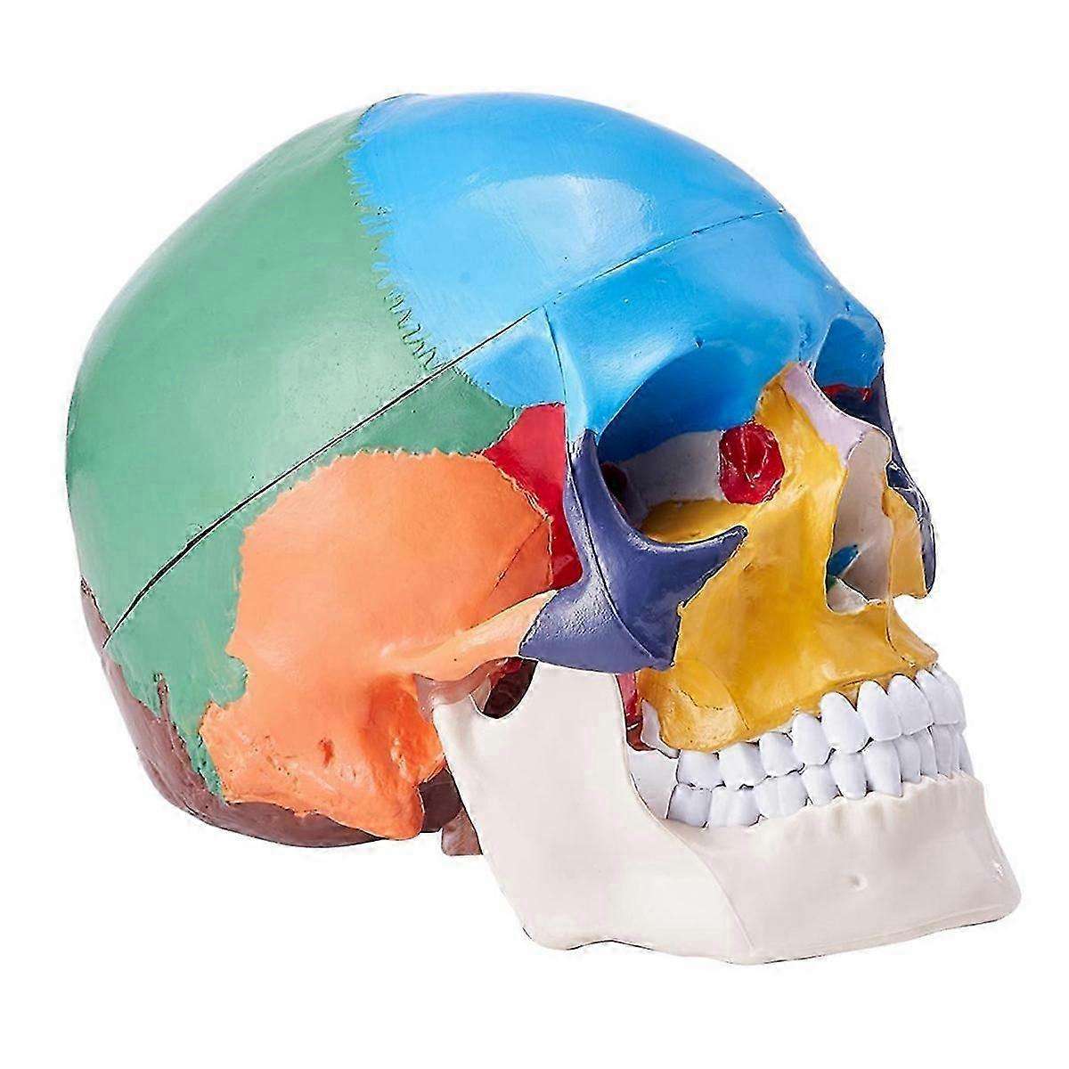 Human Skull Model, Life-Size Painted Anatomy Skull Model, B