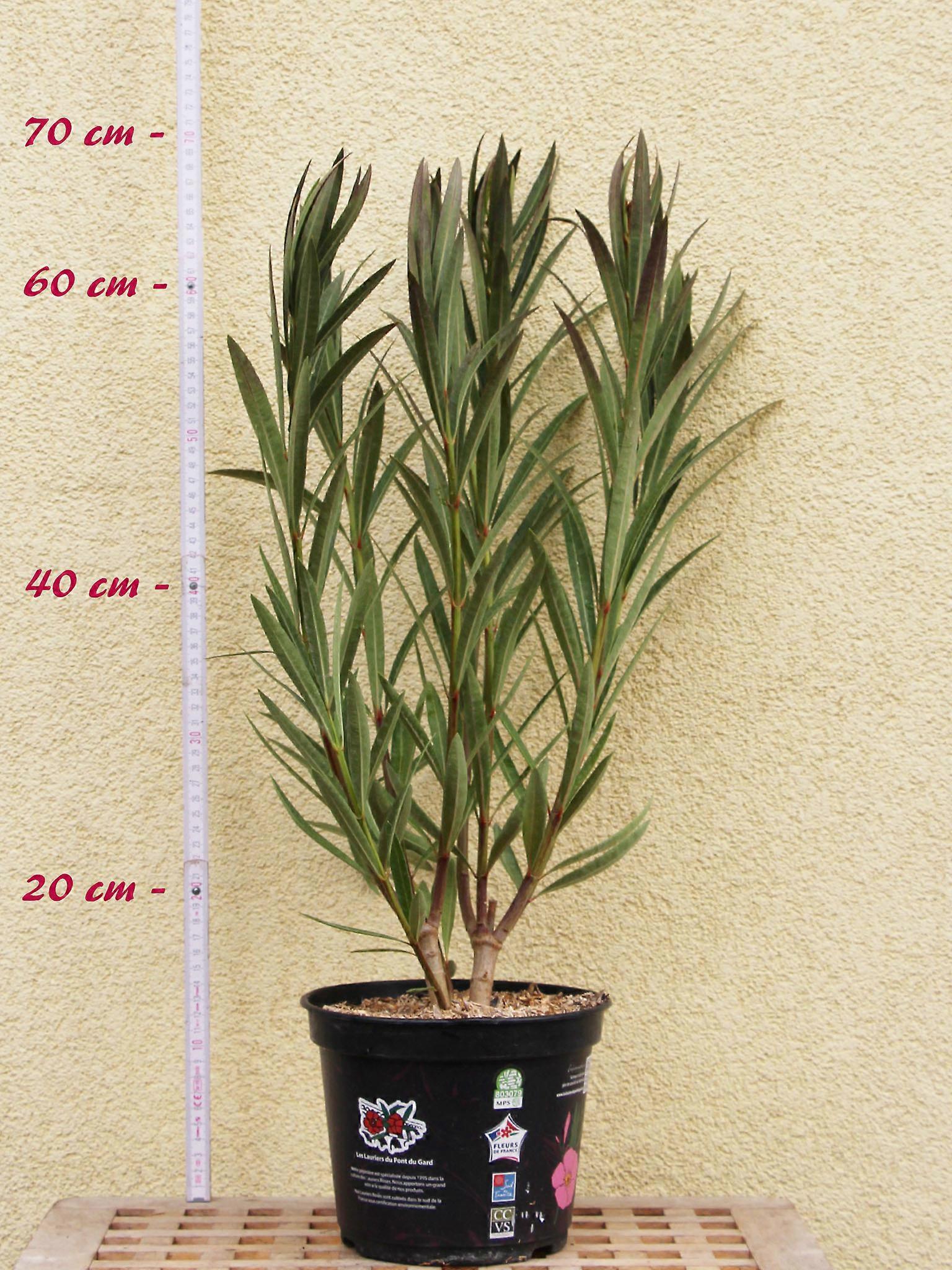 Oleanteri "Virginie" - Nerium oleander - Koko C03