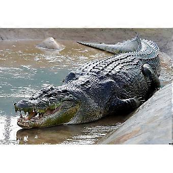 AFRICAN WILDLIFE Jigsaw Puzzles GU291