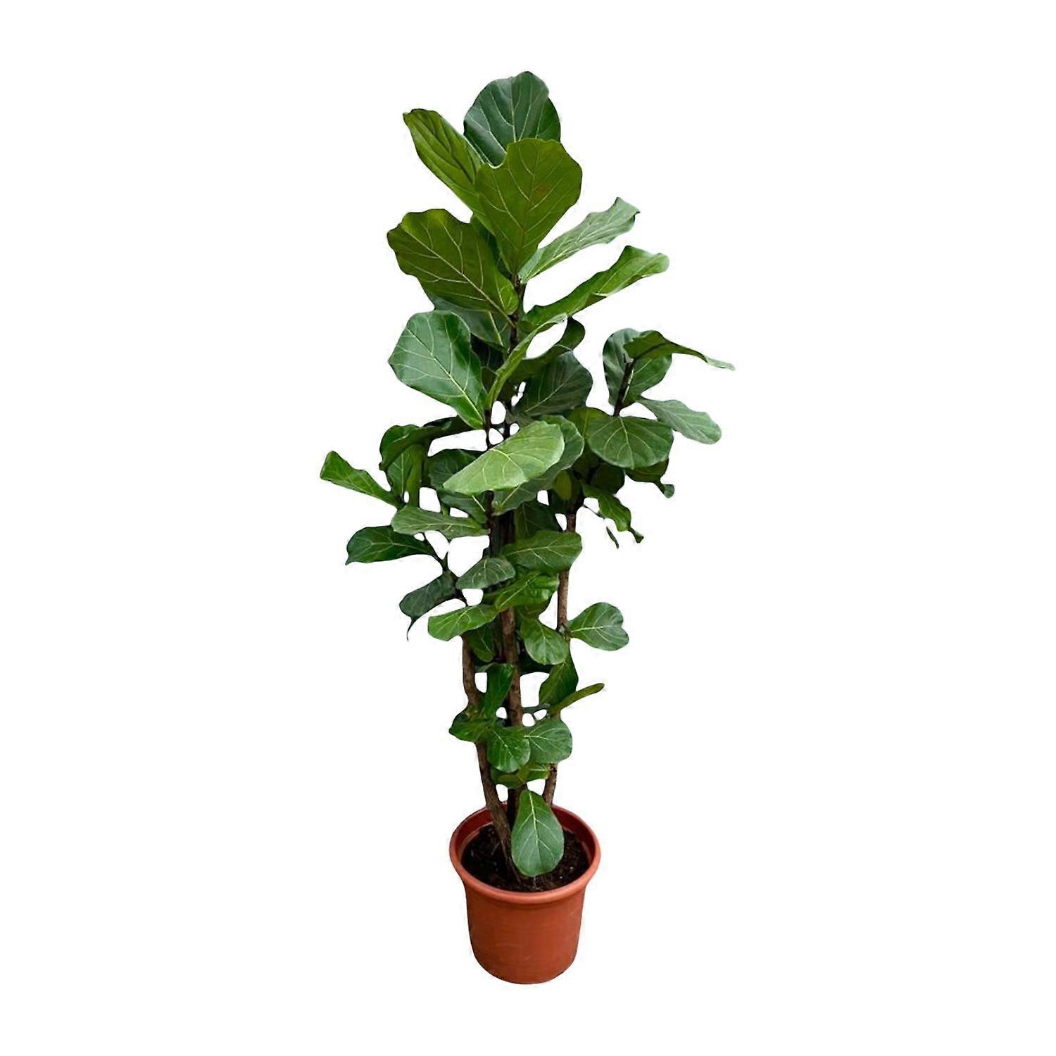 Ficus Lyrata vertakt - 210-220cm - Ø40cm