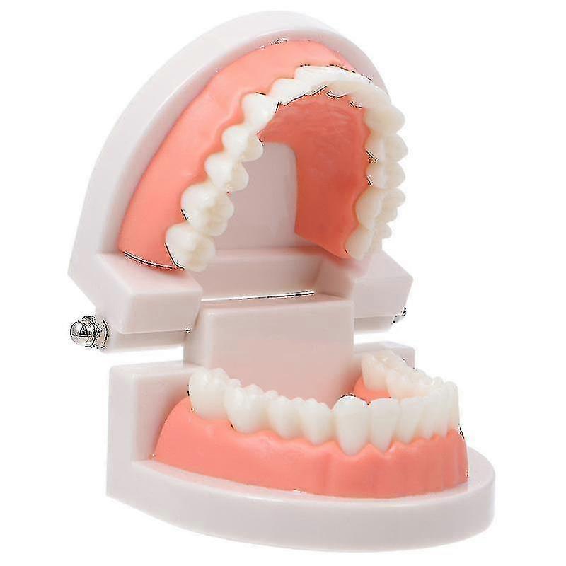 1 buc Model dentar util Cavitatii Bucale Model copii Educatie orala Model dinte