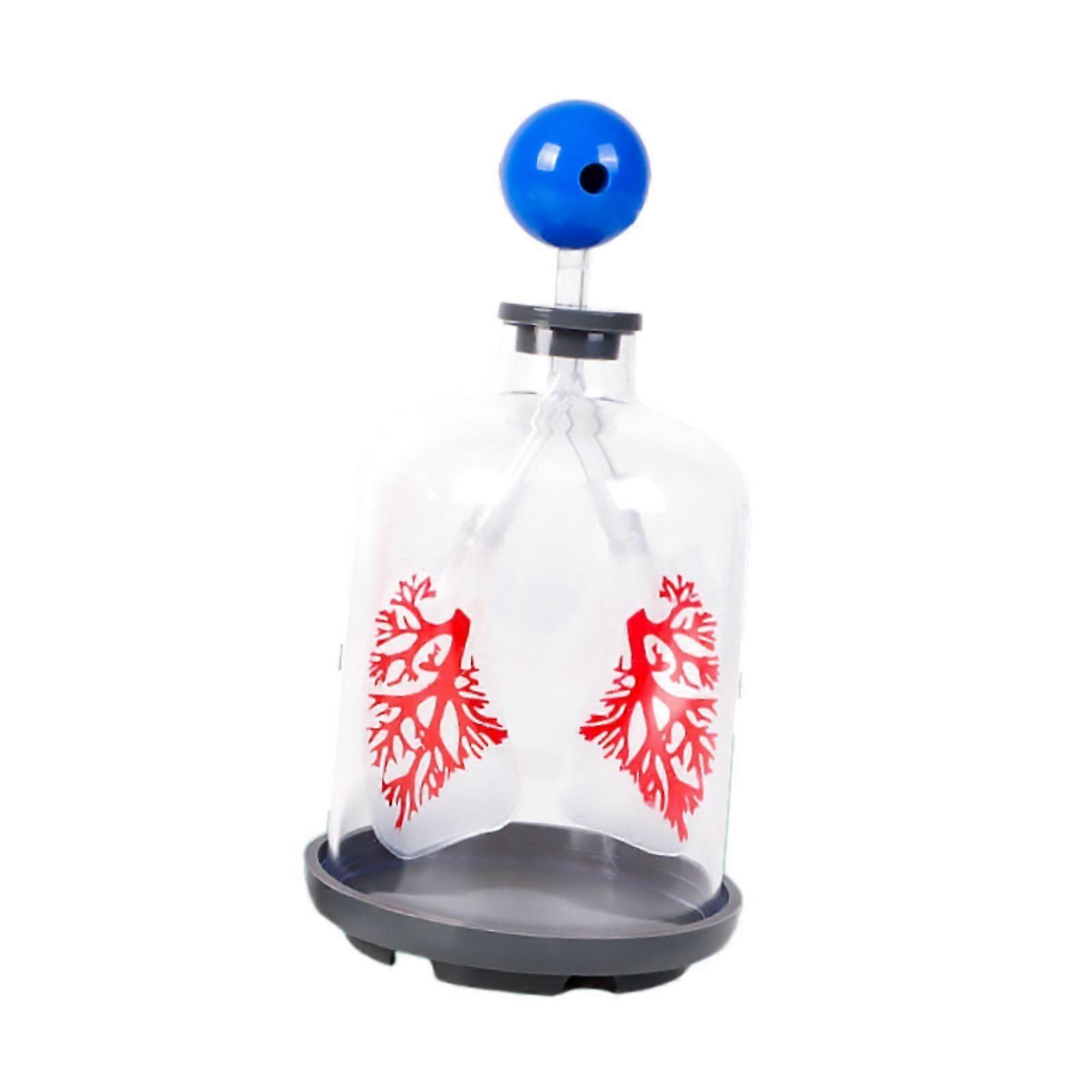 Kids Teaching Lung Demonstration Model DIY Teaching Tool for All Ages School