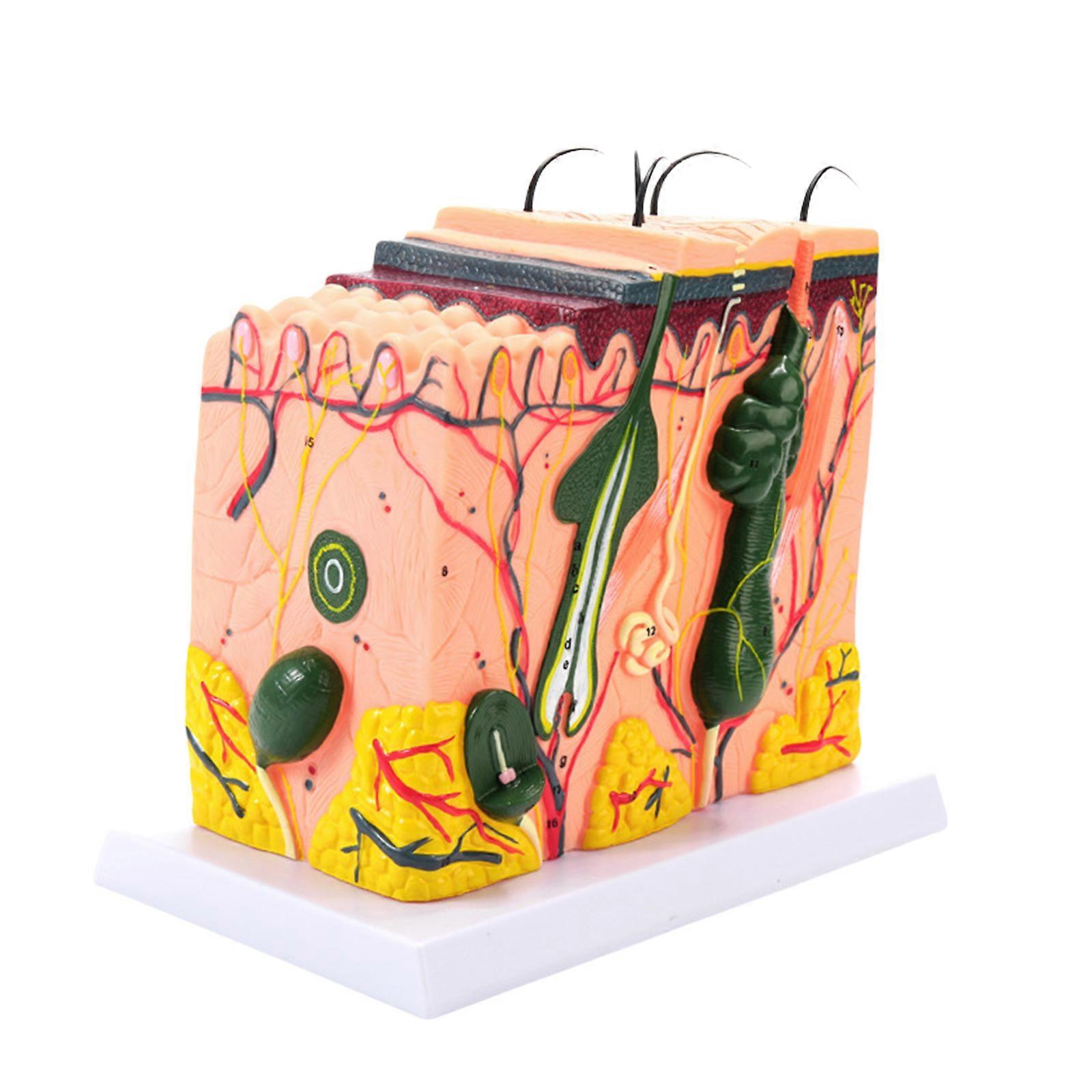 35/50/70/85X Enlarged Skin Model Skin Anatomical Model Teaching Tool for Classroom Study Display Teaching Medicals Model