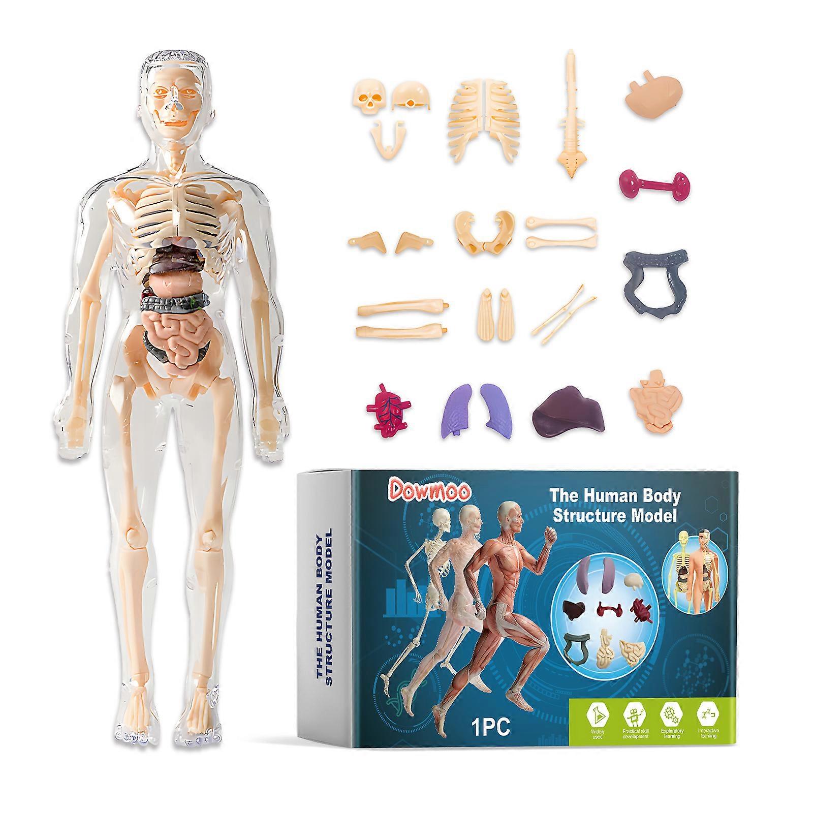 Human body structure model Body structure detachable trunk structure Children's science teaching model toys