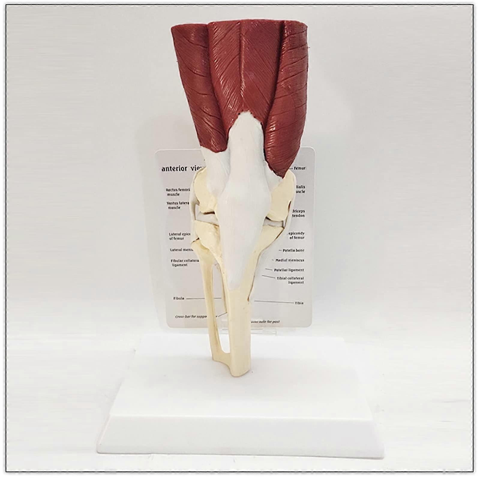 Knee, Model Set for Hip, Shoulder, Knee, and Elbow Joints, Anatomical Set for Human Teaching Aids in Medical Practice