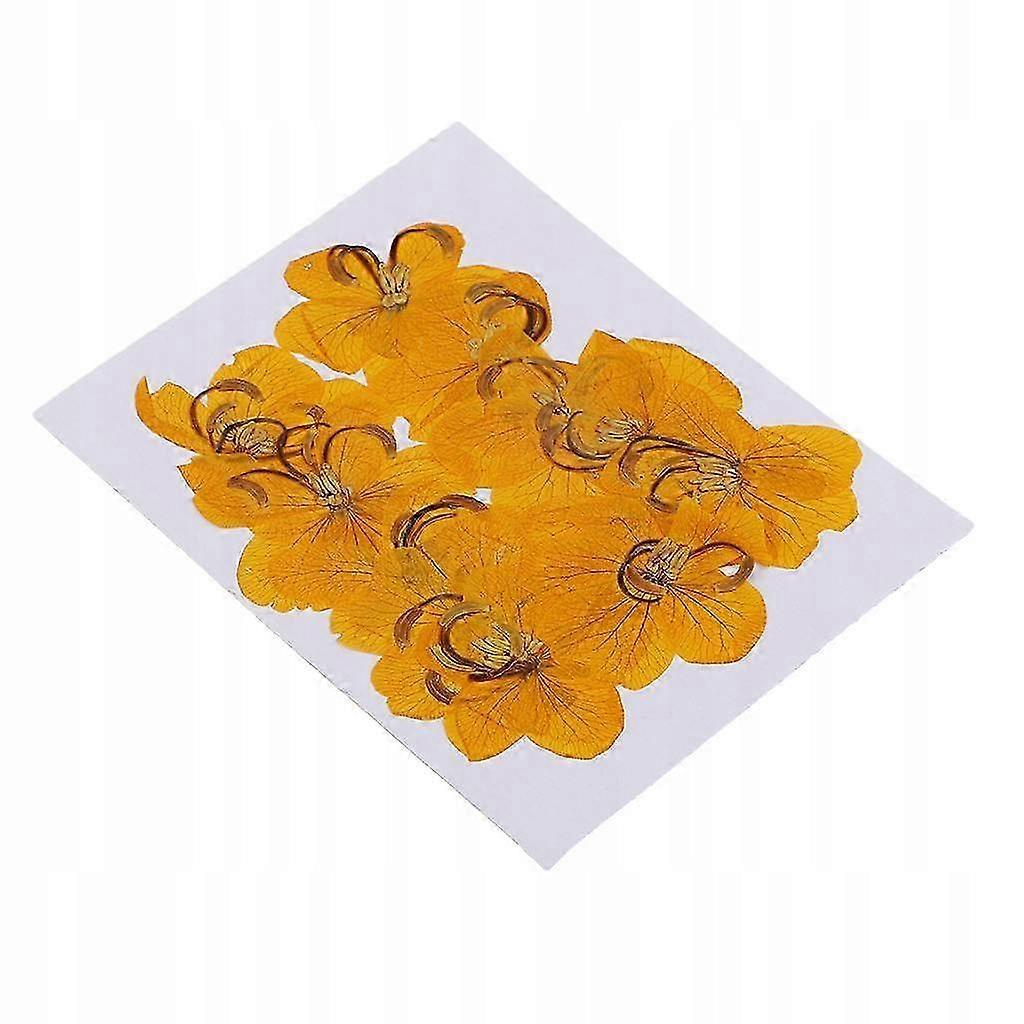 5x 12 Do-it-yourself Dried Decorations