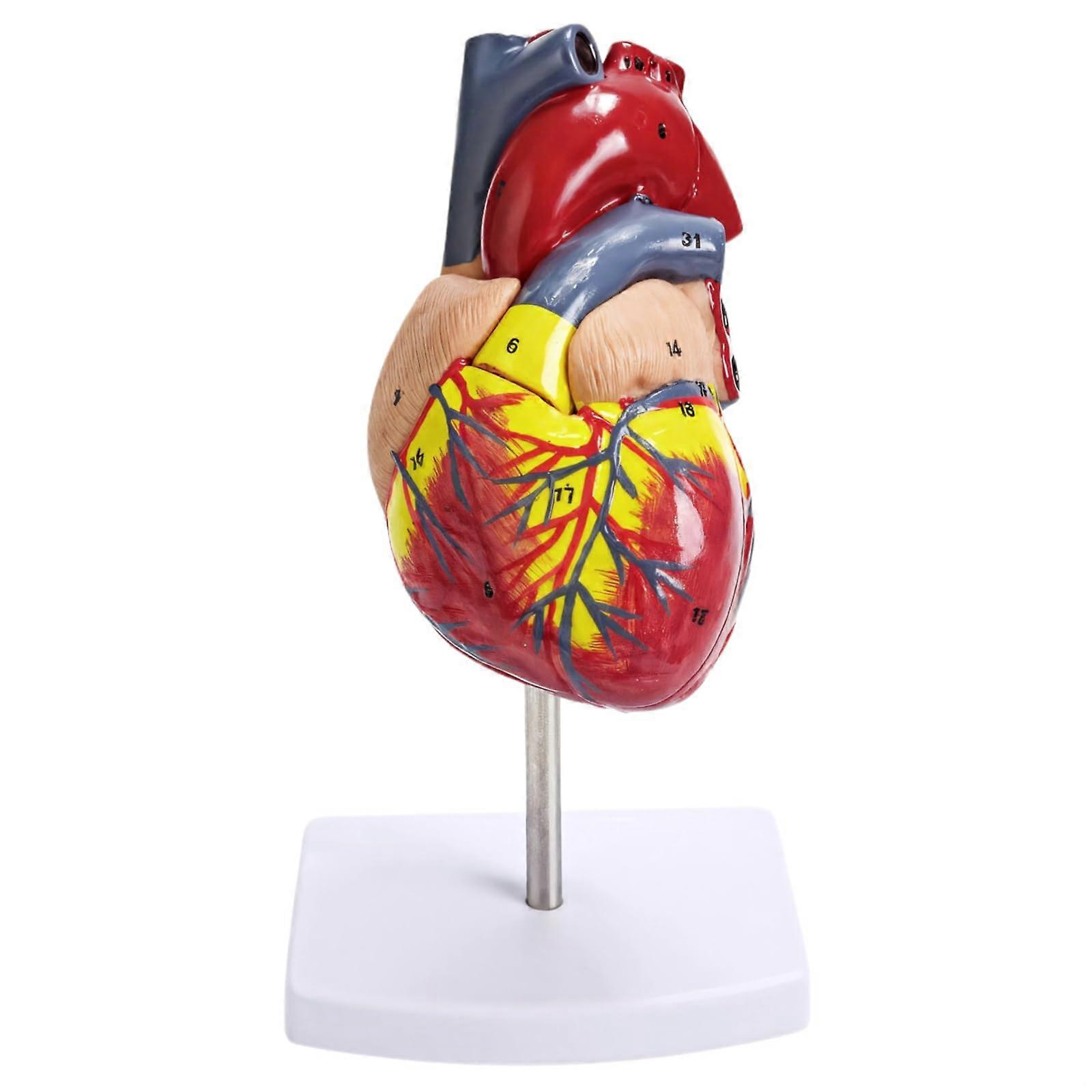 LifeSized Human Heart Anatomical Model with 34 Structures, Detachable Parts, Mounted Base for Study