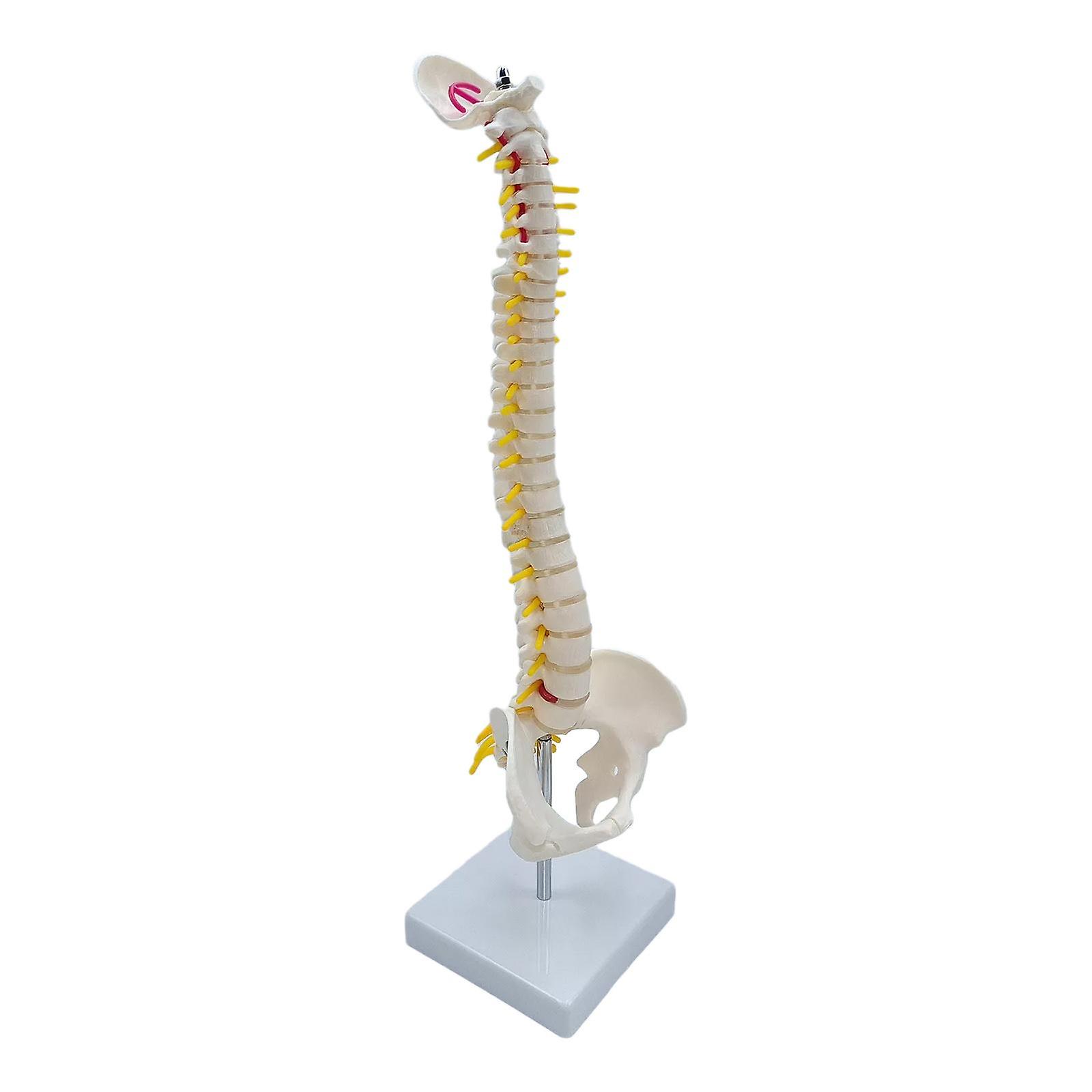 Spine Model Vertebral Column Anatomical for Kids Learning Display Classroom standing