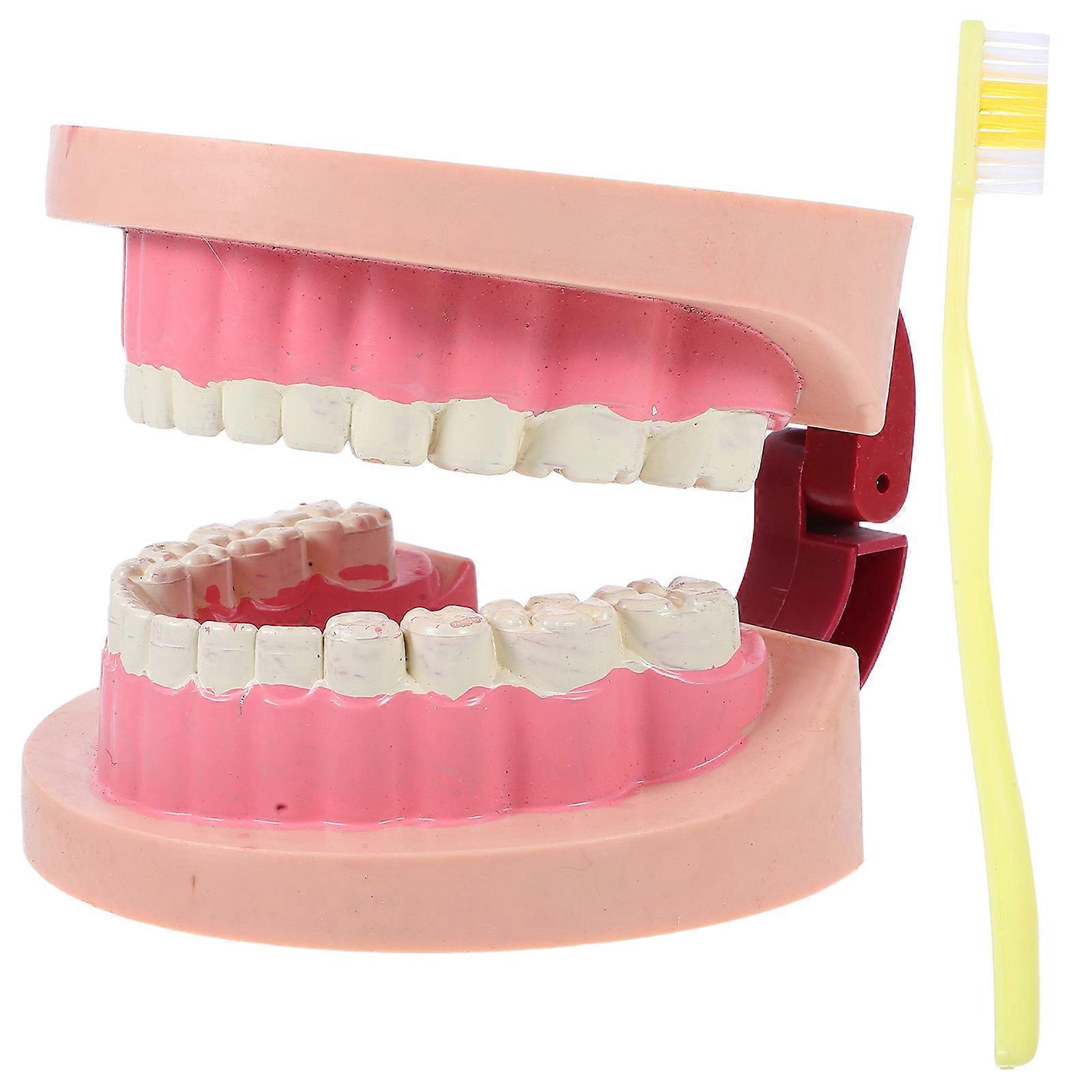 Science Experiments Tooth Model Tooth Teaching Model Kids Tool