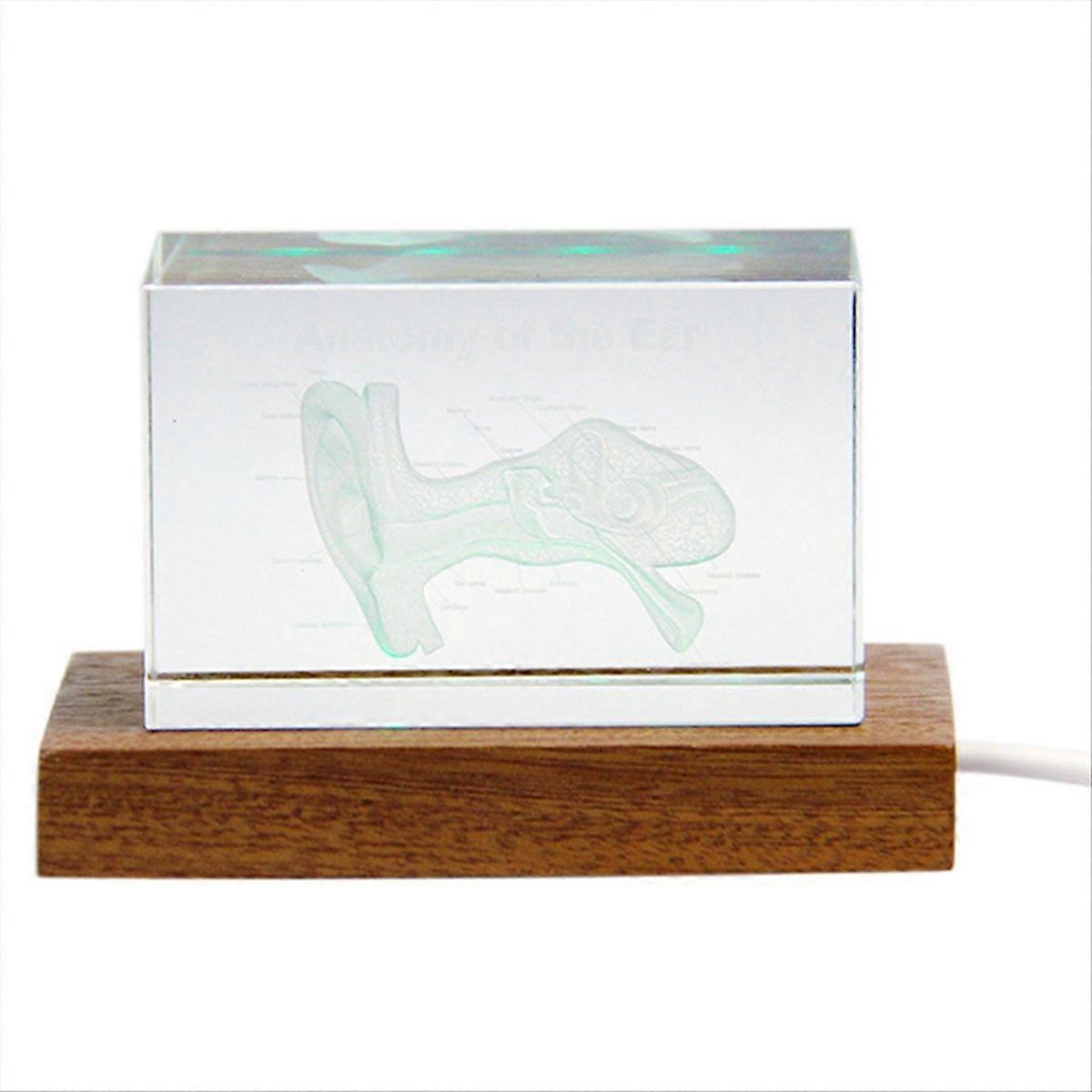 3D Ear Organ Model, Crystal Cube, Science Gift, B