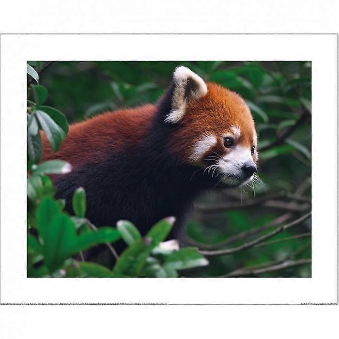 Nature Picture Library Red Panda Portrait Print