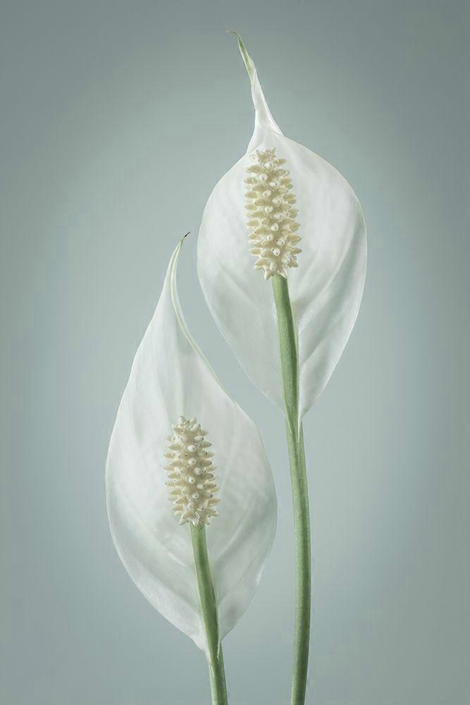 Peace Lily I Poster