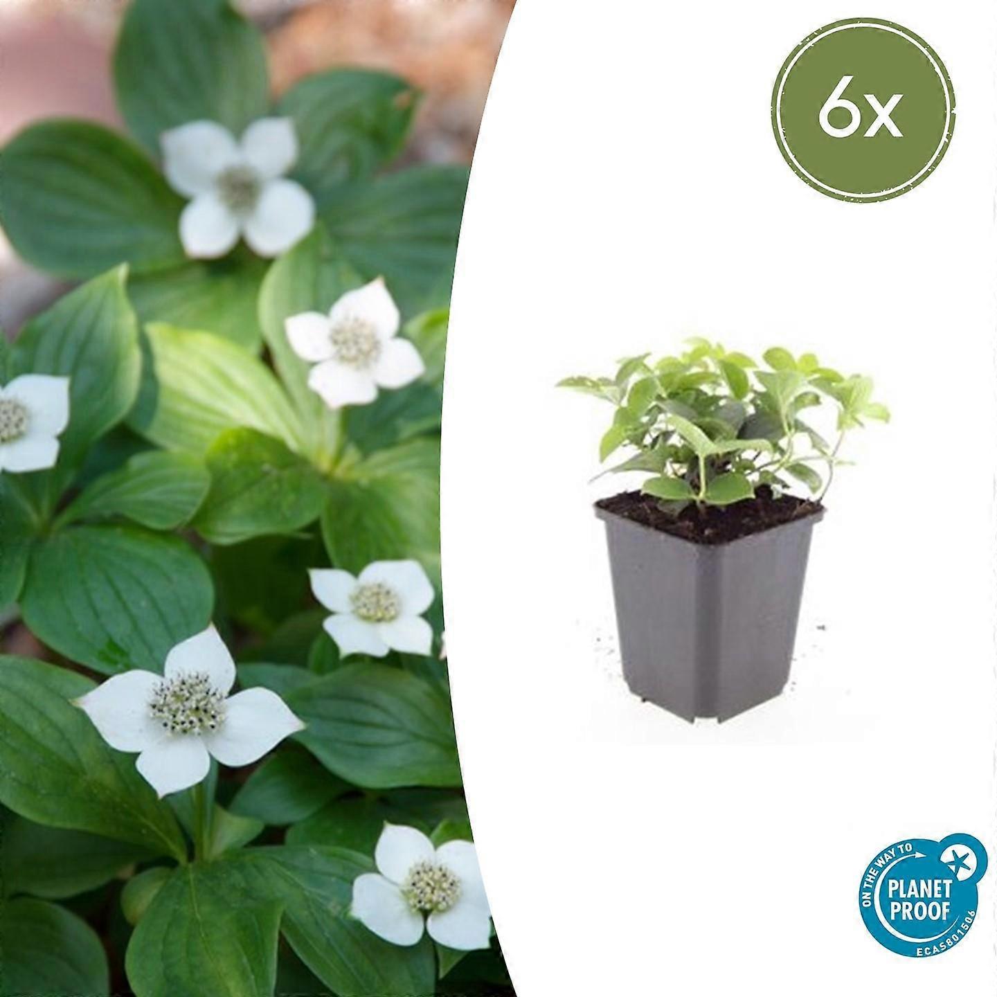 Cornus canadensis | 6 Stück - 10-25cm - Ø9cm