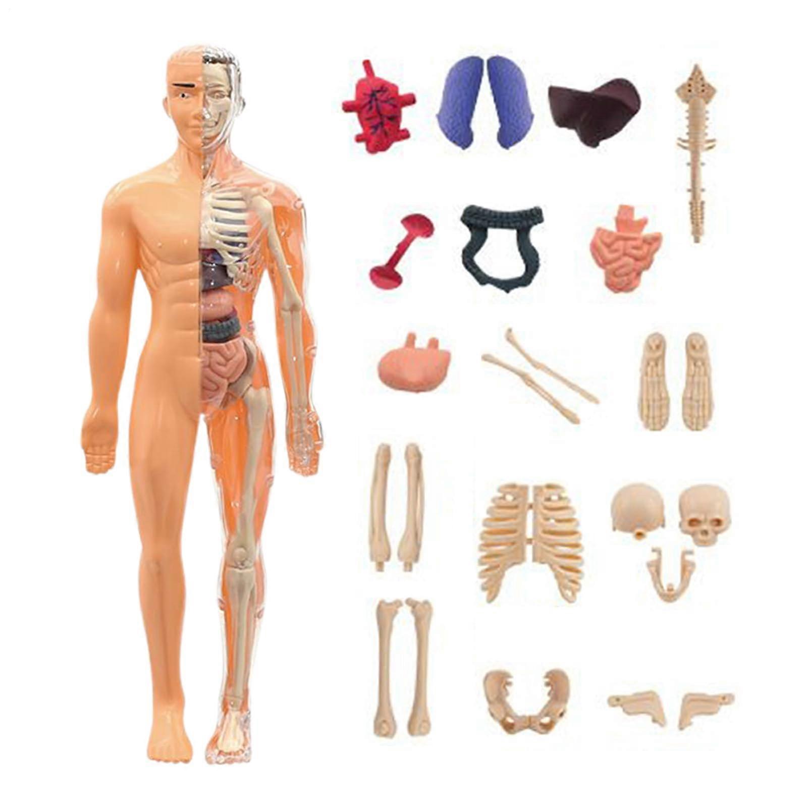 3D Human Skeleton Anatomy Model with Realistic Detail for Classroom Study and MultiAge Learning