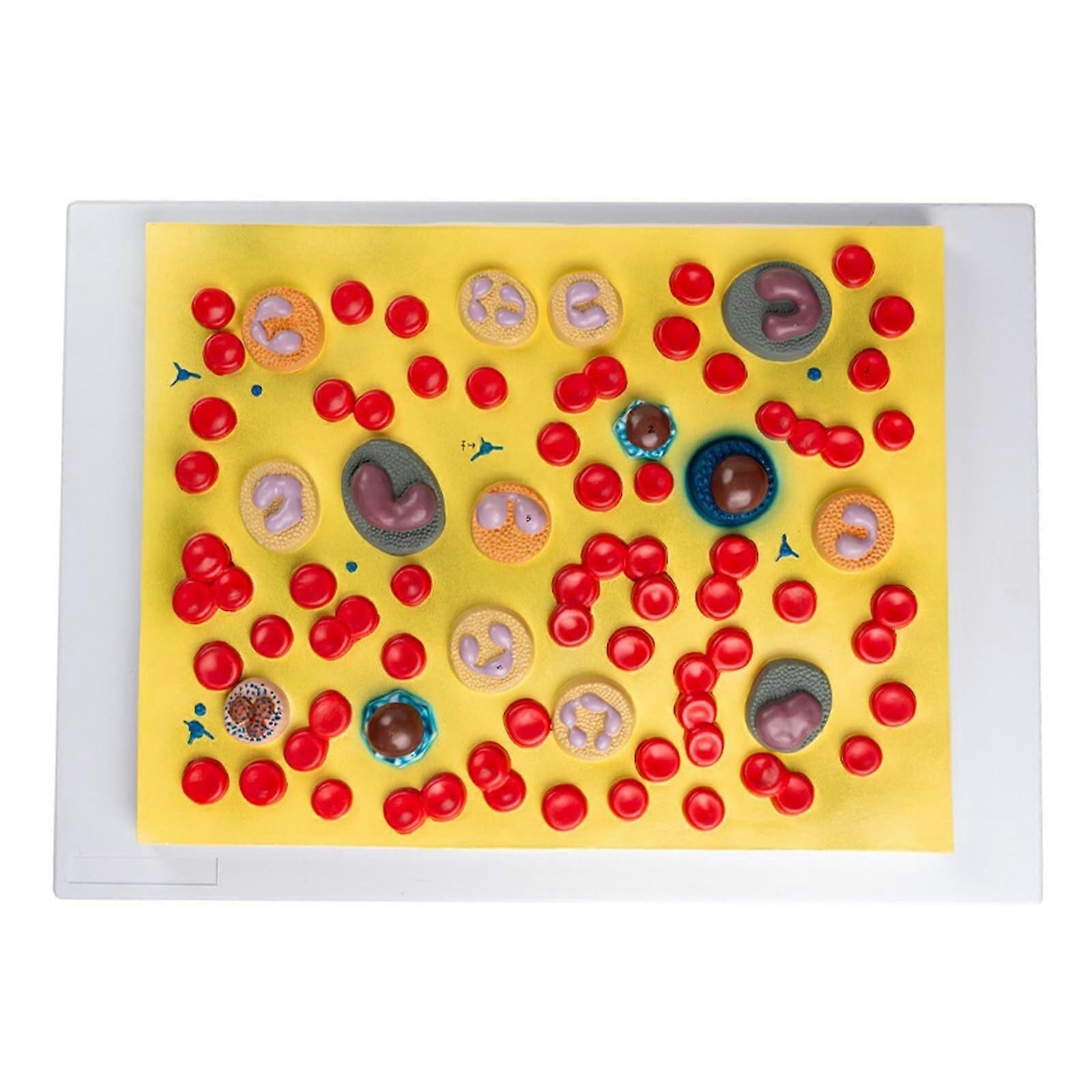Human Blood Cells Model with Clear Numeric Labels, LargeScale Anatomical Teaching Display