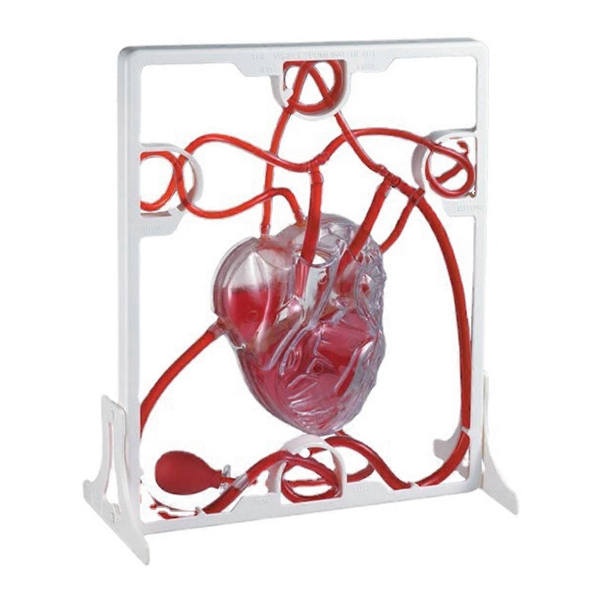 Heart Circulation Model Simulation Science Education for Students Classroom Science Human Body Anat