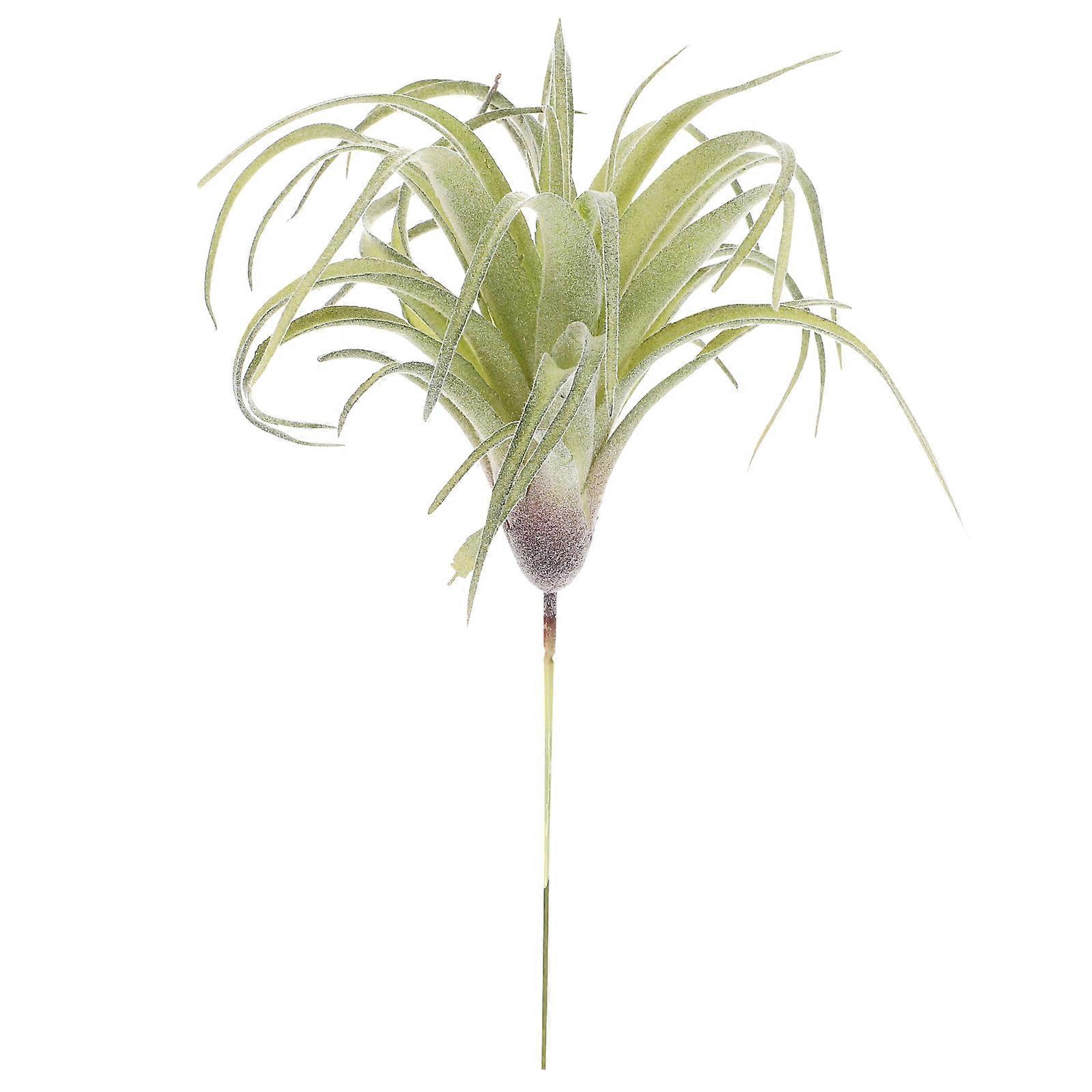 Tillandsia, Versatile Decor Element for Various Settings