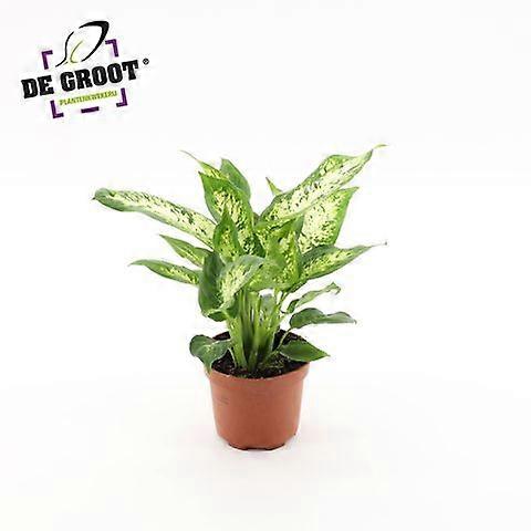 Dieffenbachia 'Compacta' Ø12cm