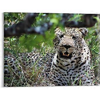 Leopard Africa Cat Wildlife Jigsaw Puzzle Jigsaw Puzzles Pictures Rustic Artwork foration VV581