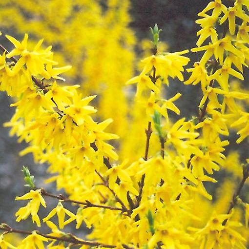 Forsythia Spectabilis. Varsler forår