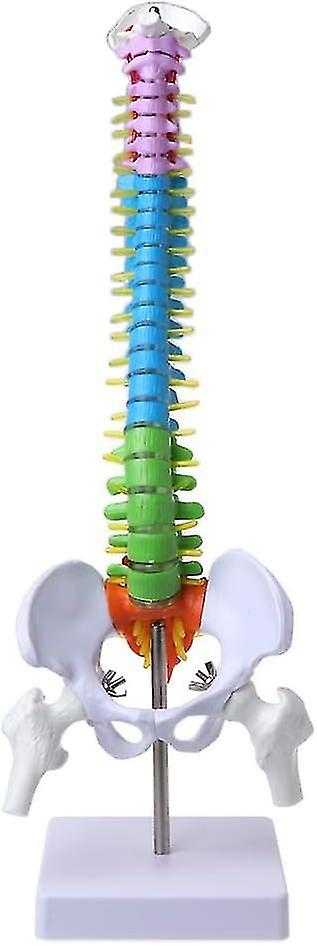 45cm removable spine model for spine and anatomical lumbar curve