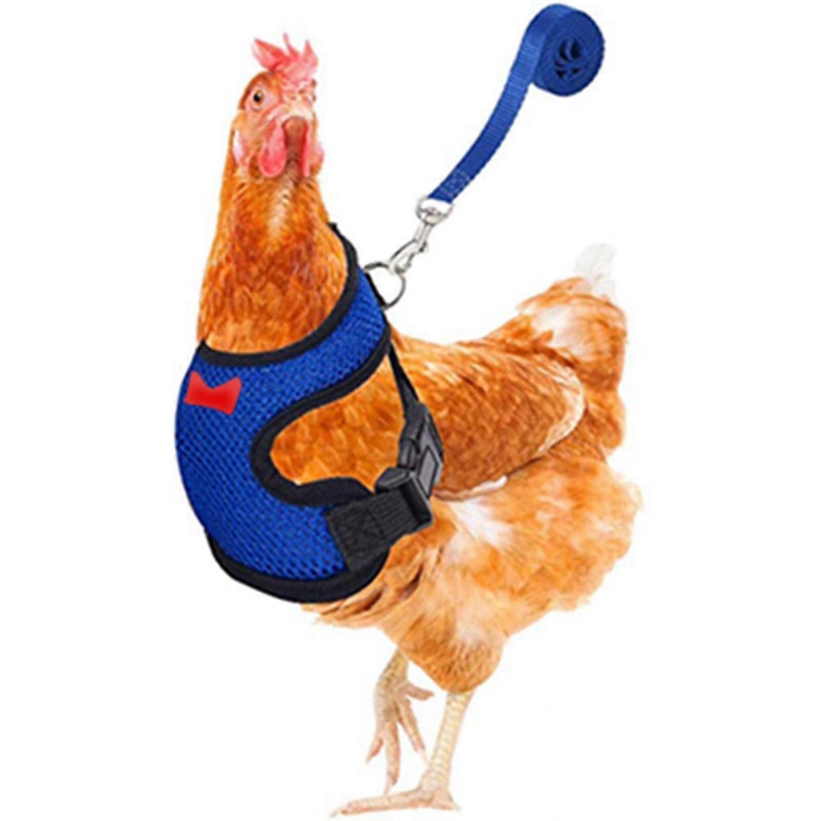 Chicken Leash Pet Chicken Leash Pet Leash