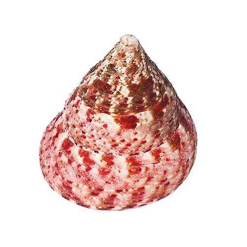 Rochia Conus Shells For Aquarium Landscaping & Home Dcor