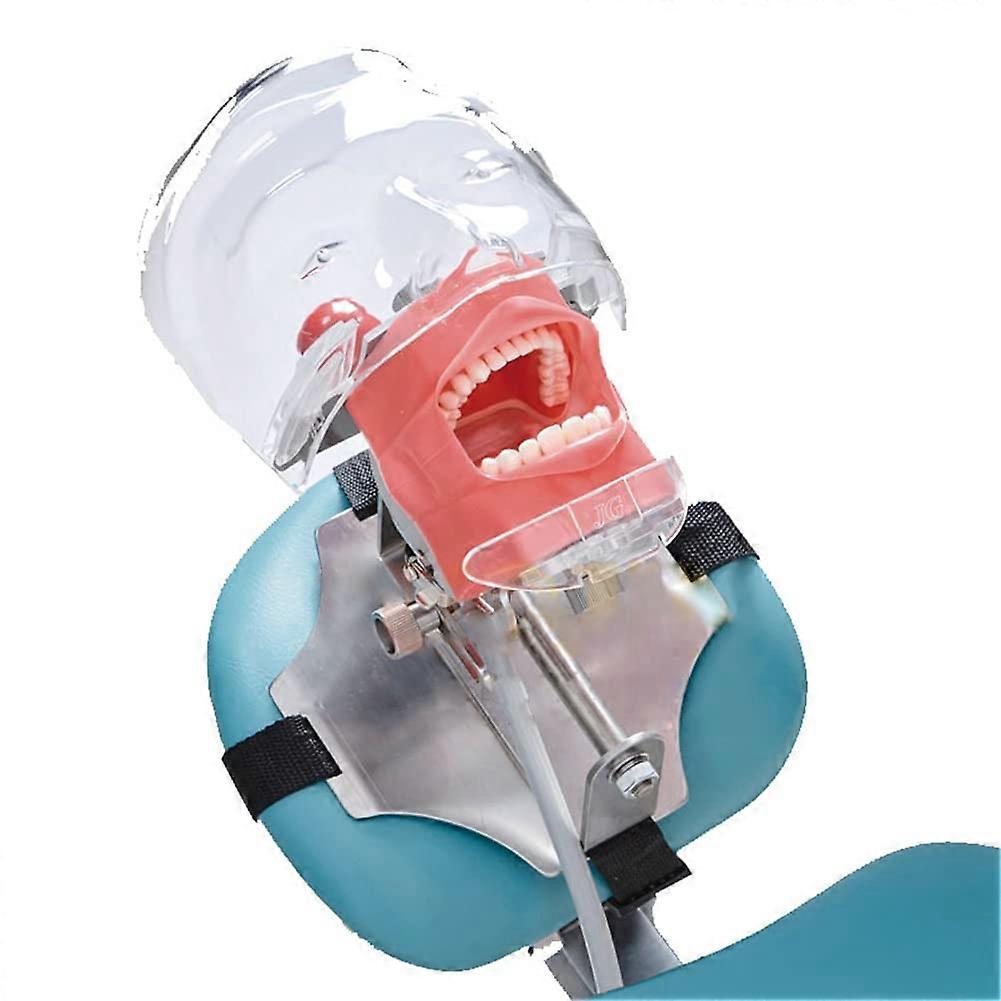 Dental Phantom Head Manikin with Replaceable Teeth for Dentist Training and Education