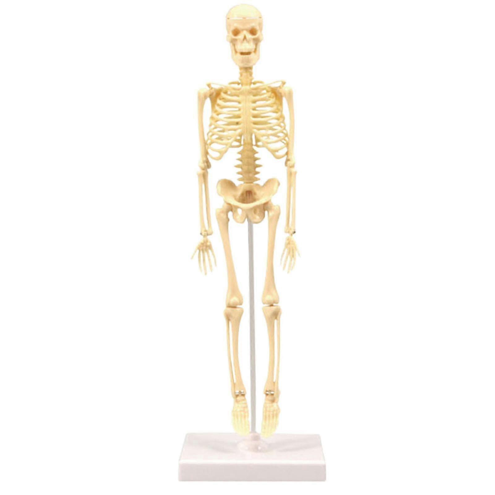 Skeleton Model Practical Ability Smooth Plastic Biological  Science Learning Kit For Kids Kaesi