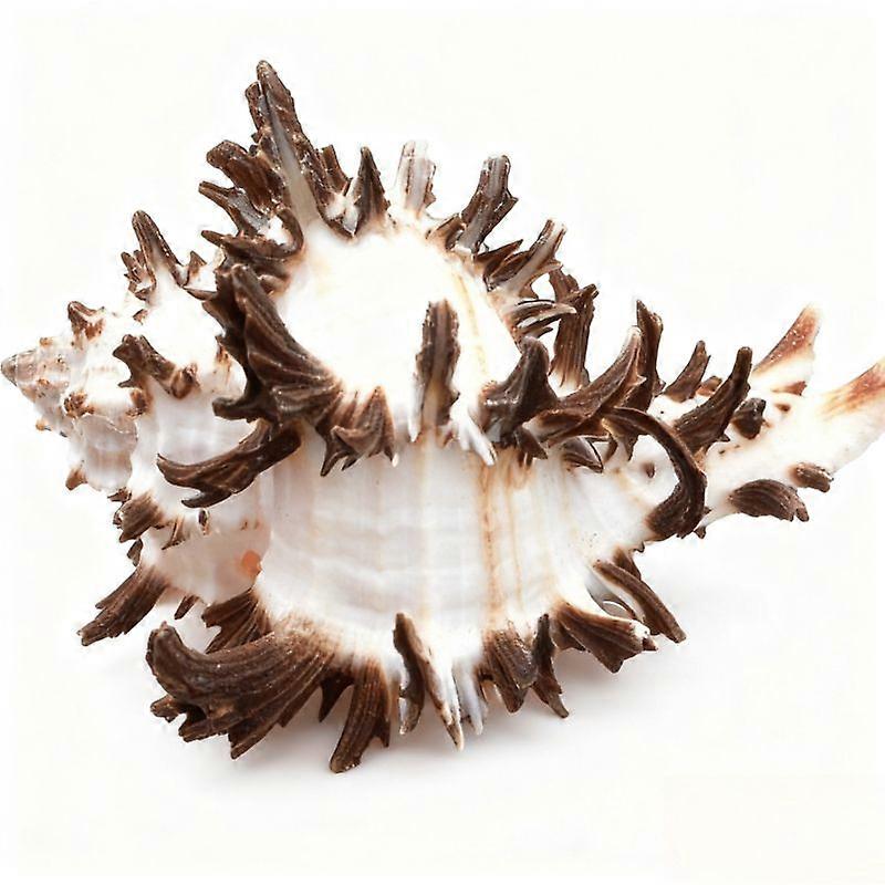 Unique Natural Hexaplex Murex Seashell For Aquarium Dcor