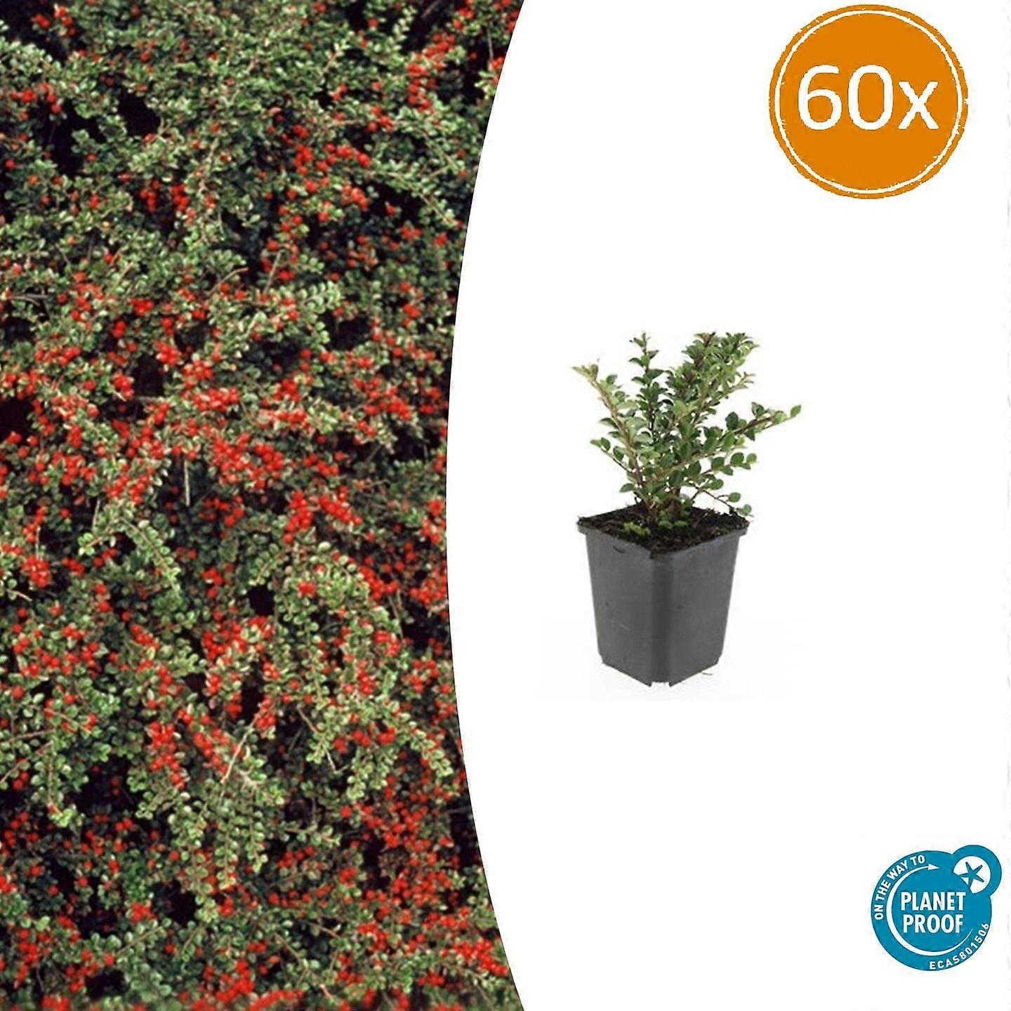 Cotoneaster horizontalis 60 Stück - 10-25cm - Ø9cm