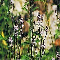 Dr Bach Vervain Bach Flower Remedy 10ml