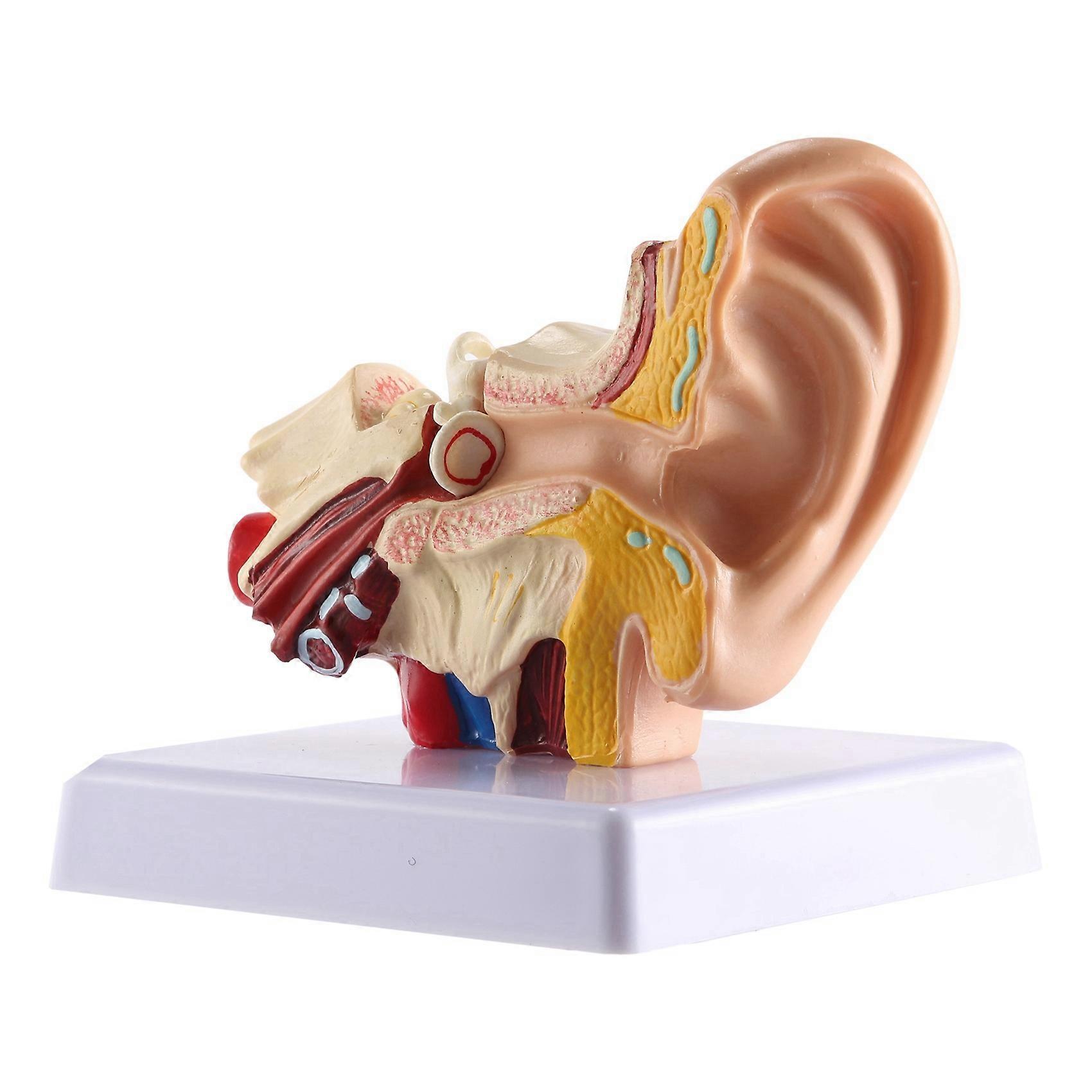 1.5X Human Ear Anatomy Model - Professional Desktop Inner Ear Structure Simulation Model for Education