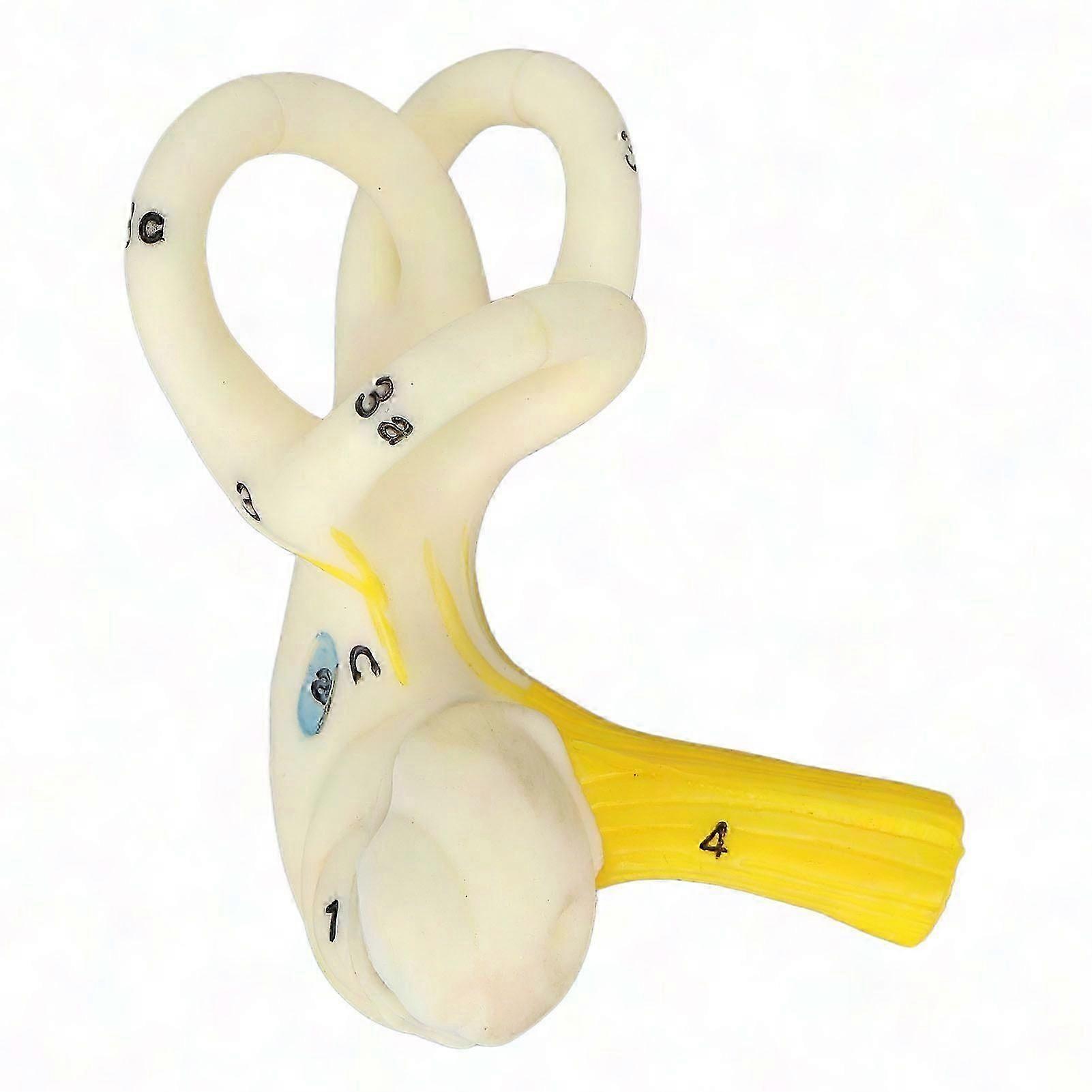 Enlarged 5X Inner Ear Anatomical Model - Semicircular Canals & Cochlea Structure Display