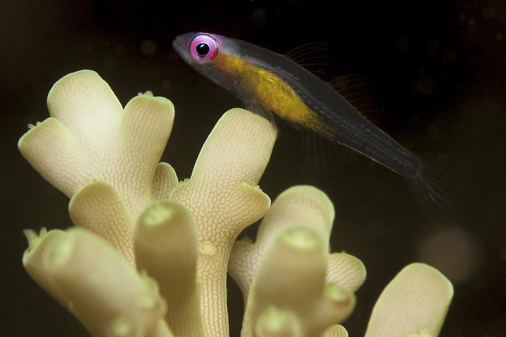 Fish : redeye hovering goby Poster