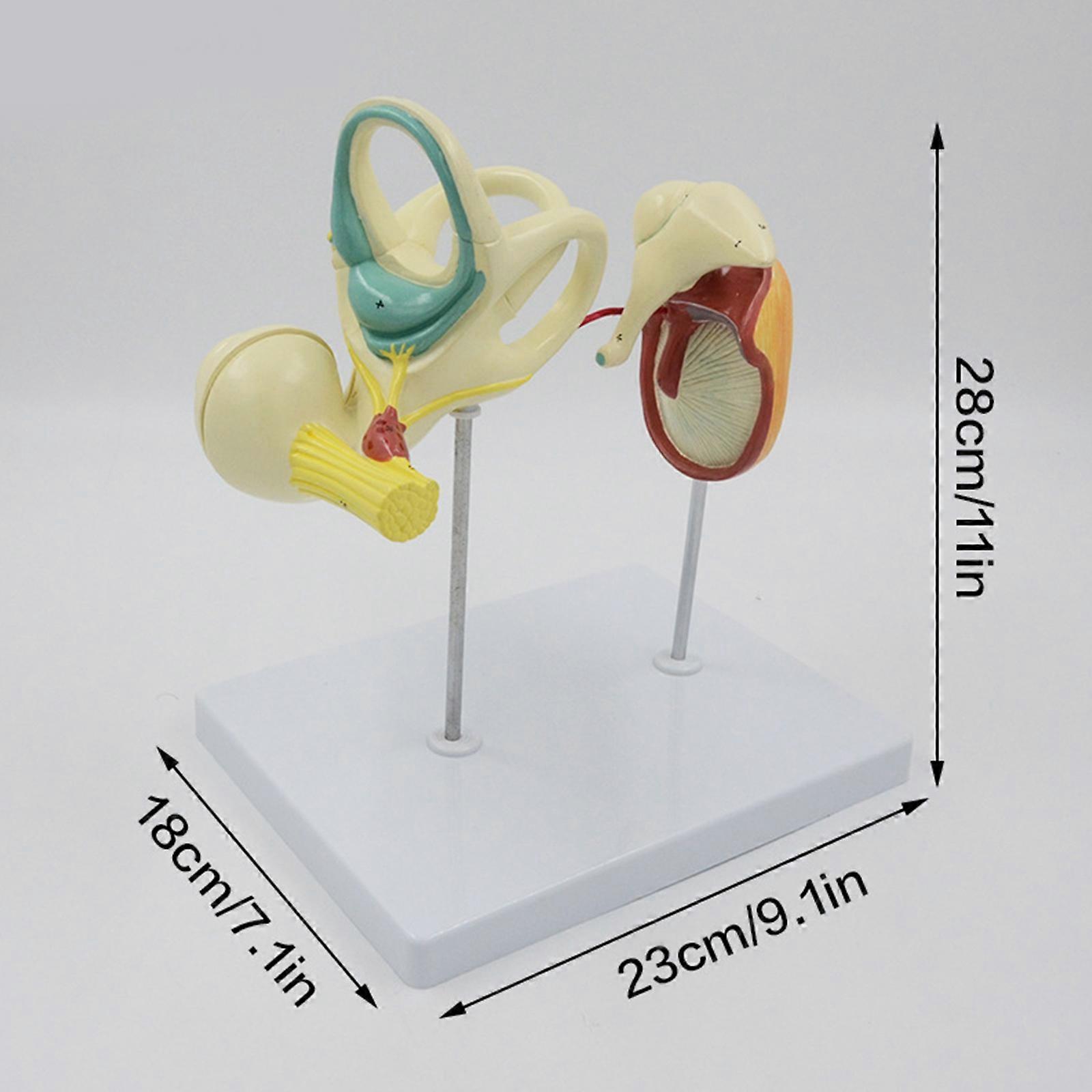 Human Ear Labyrinths Ossicle Tympanic Membrane Cochlear Model for ...