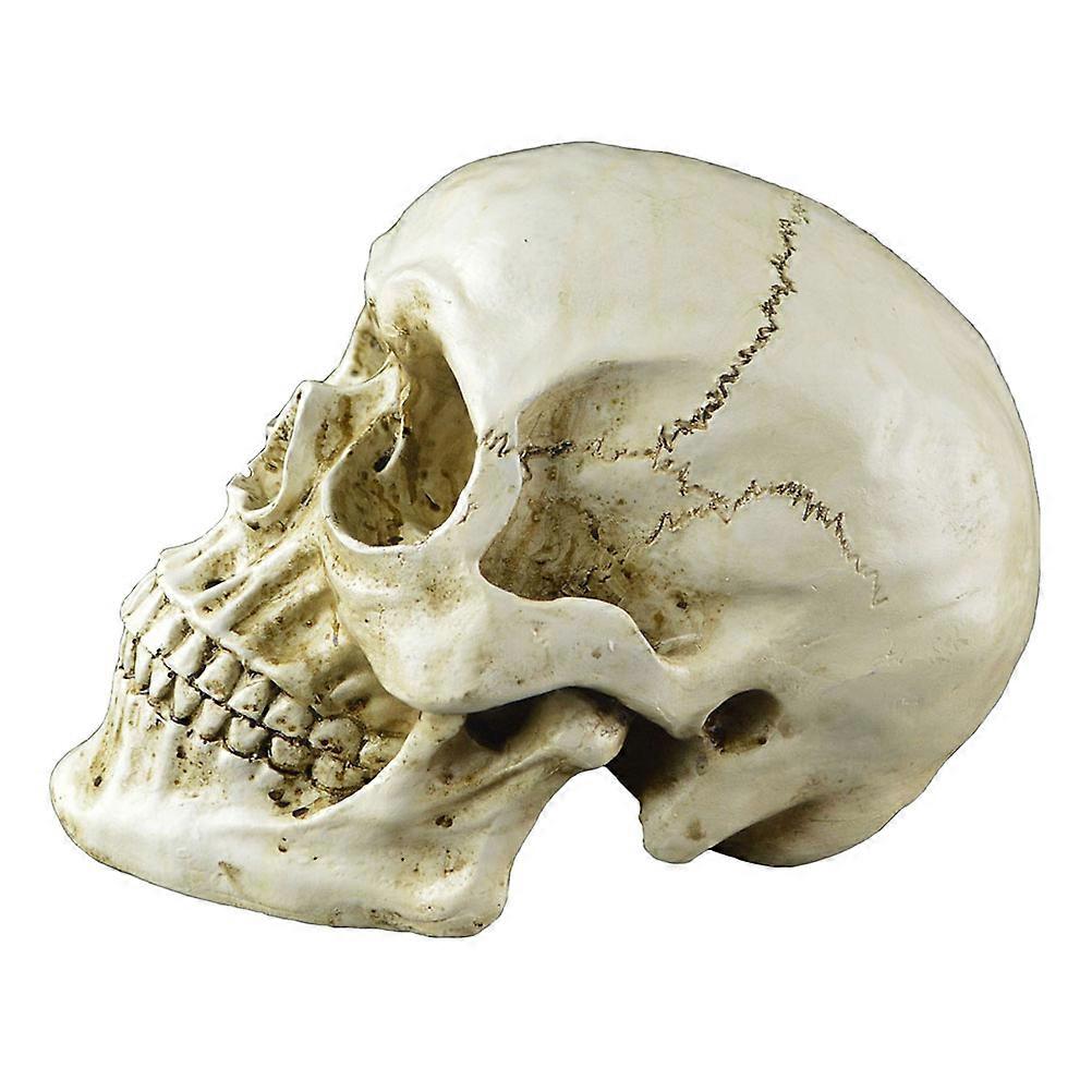 Realistic Skull Model 1Set Decorative Halloween Props For Home Office Or Decoration