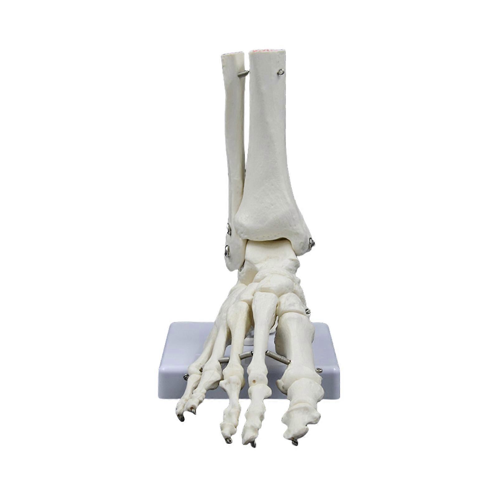 Human Foot Joint Skeleton Model PVC Foot Ankle Skeleton Model for Anatomy Study and Science Learning Multicolor