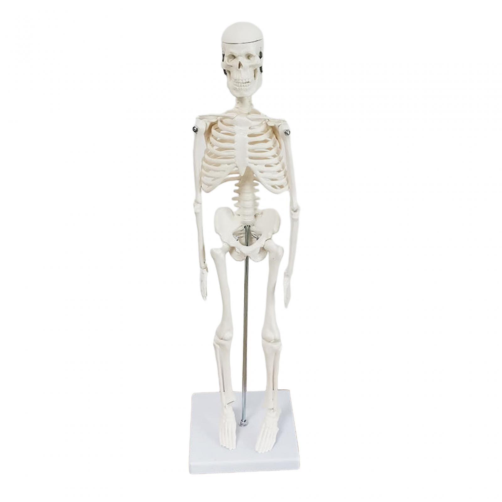 Human Skeleton Model, Teaching Aid, Model Study Tool, Studing Classroom Demonstration Tool, Science Supplies