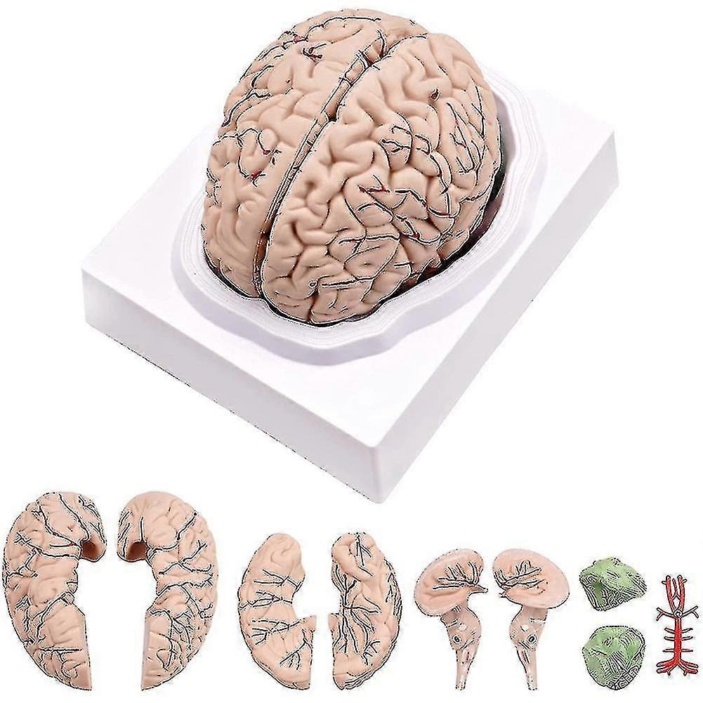 Human Brain,life Size Human Brain Anatomy Model With Display Base, For Science Classroom Study & Te