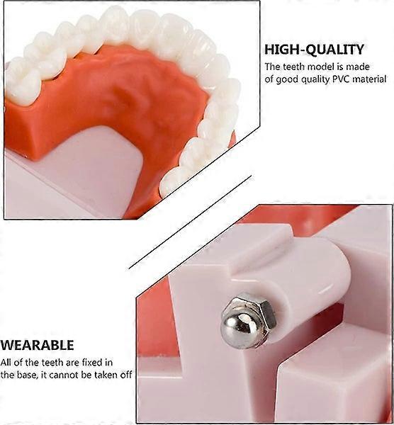 Standard Teeth Model: Dental Teaching Toy for Kids